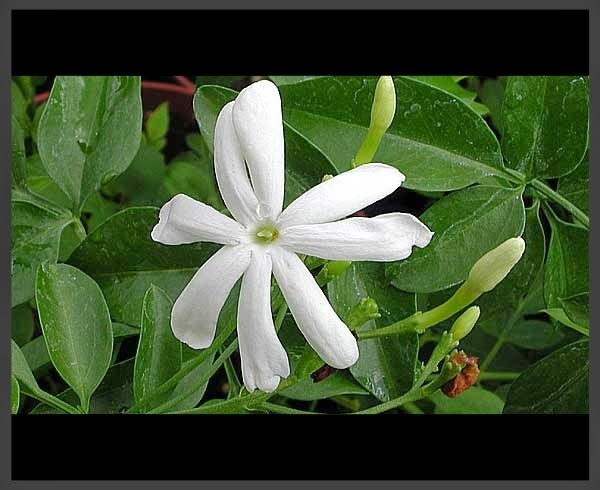 [Jasminum%2520fluminense%255B3%255D.jpg]