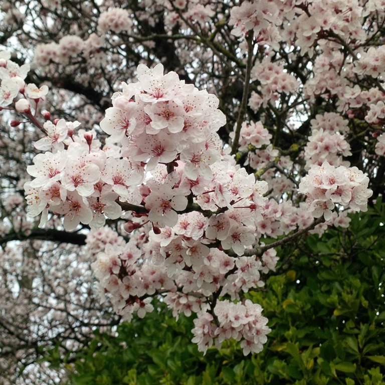 [early-spring-blossom3.jpg]