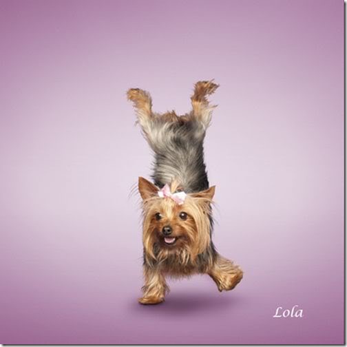 Yoga-dogs-9