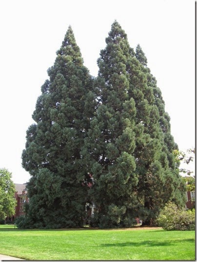 IMG_3277 Star Trees at Willamette University in Salem, Oregon on September 4, 2006
