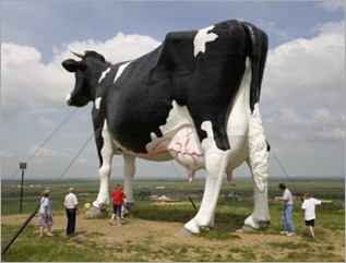 richard-cummins-world-s-largest-holstein-cow