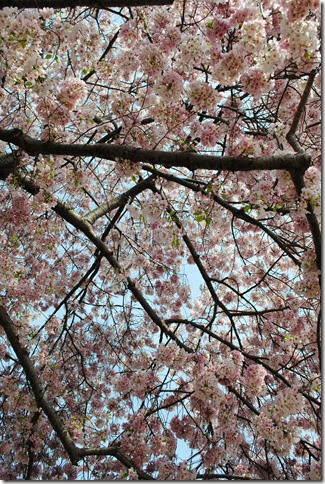 DSC_0020 DSC_0020