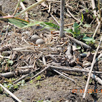 DSCN9506.JPG