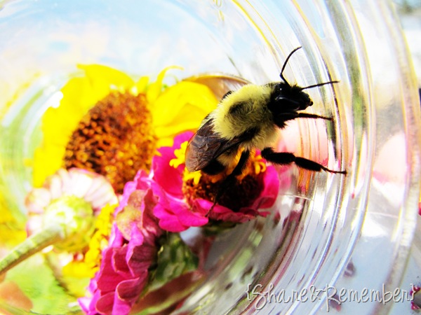 [bee%2520in%2520jar%25202%255B3%255D.jpg]