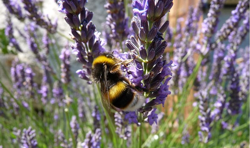 [800px-Bumblebee_on_lavender%255B19%255D.jpg]