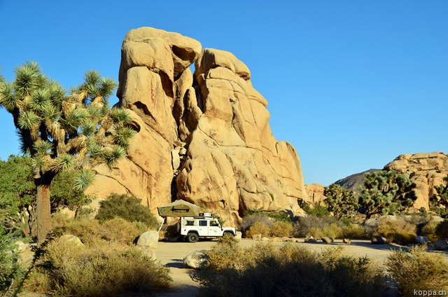 [110928JoshuaTreeNP132.jpg]