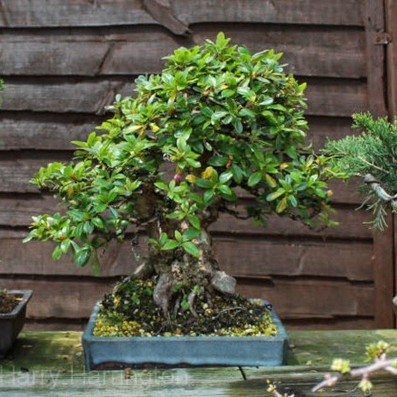 Bonsai Species Guides: Rhododendron species Azalea.