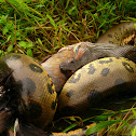 Anaconda