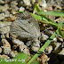Lycaenidae%25252c%252520arhopala%252520ganesa%25252c%252520tailless%252520bushblue
