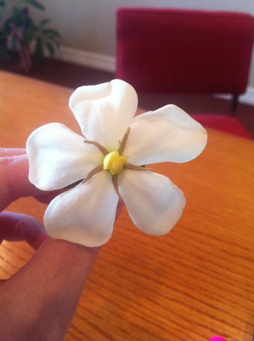 [Gardenia%255B2%255D.jpg]