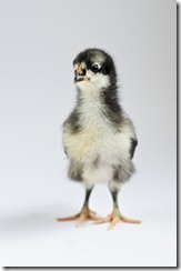 ChicksApr29-9063 ChicksApr29-9063