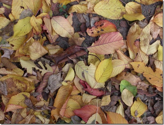 Leaves_Stock_1_by_qroot_stock Leaves_Stock_1_by_qroot_stock