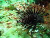  Koh Lipe Resimleri Fotoğrafları
