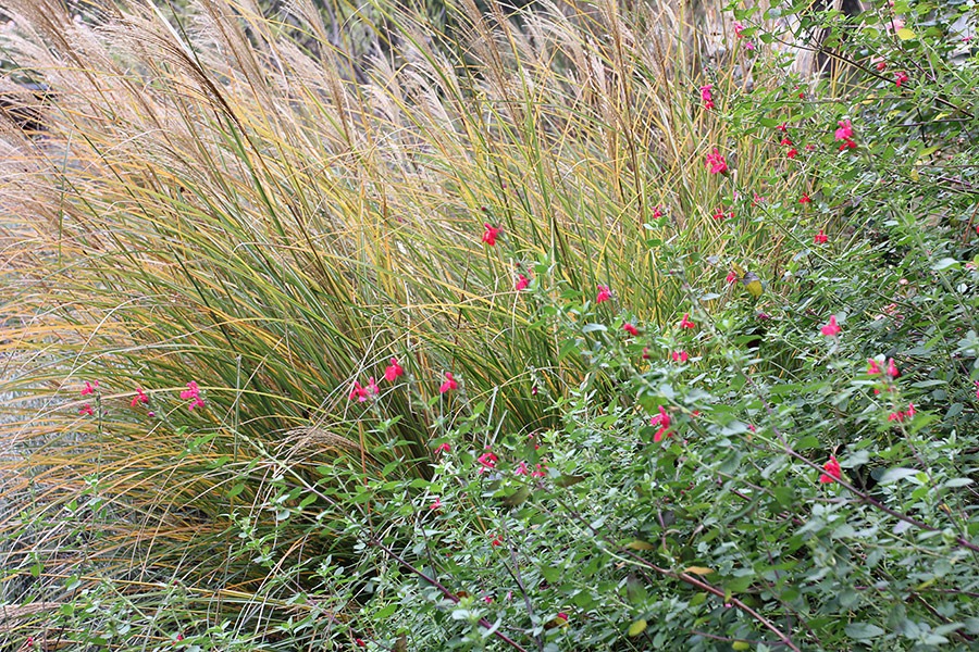 [111127_Miscanthus-sinensis-Sarabande%255B5%255D.jpg]