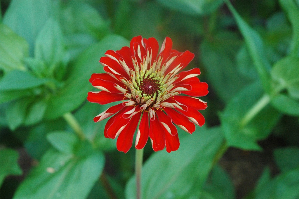 [garden%2520015%255B6%255D.jpg]