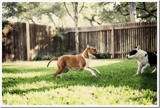 Gracie and Cooper Feb 22 062-1