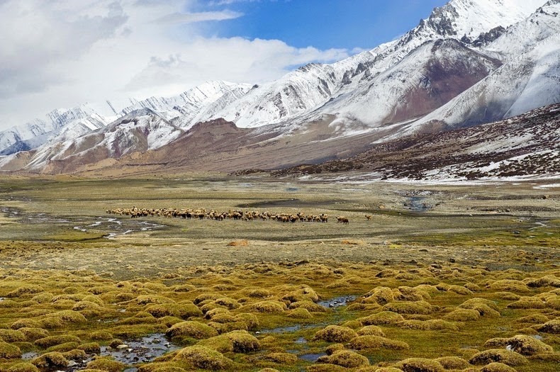 hemis-national-park-2