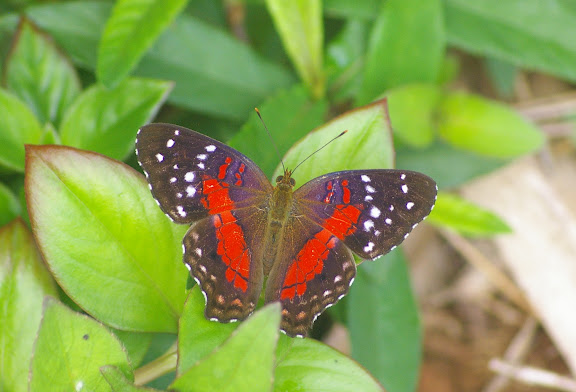 Anartia amathea LINNAEUS, 1758. Auberge des Orpailleurs (Guyane). 25 novembre 2011. Photo : J.-M. Gayman