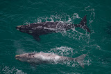 Whales - Coastline, South Africa