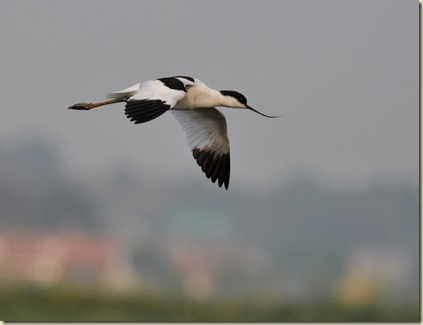 DSC_0079 DSC_0079
