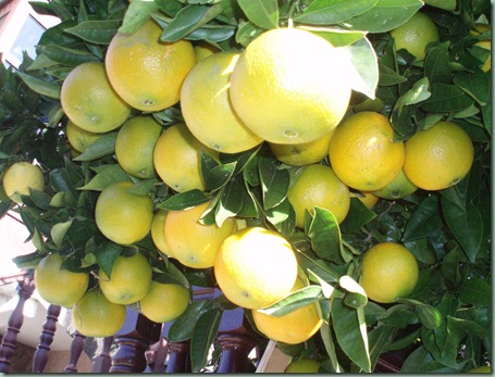 Naranjas