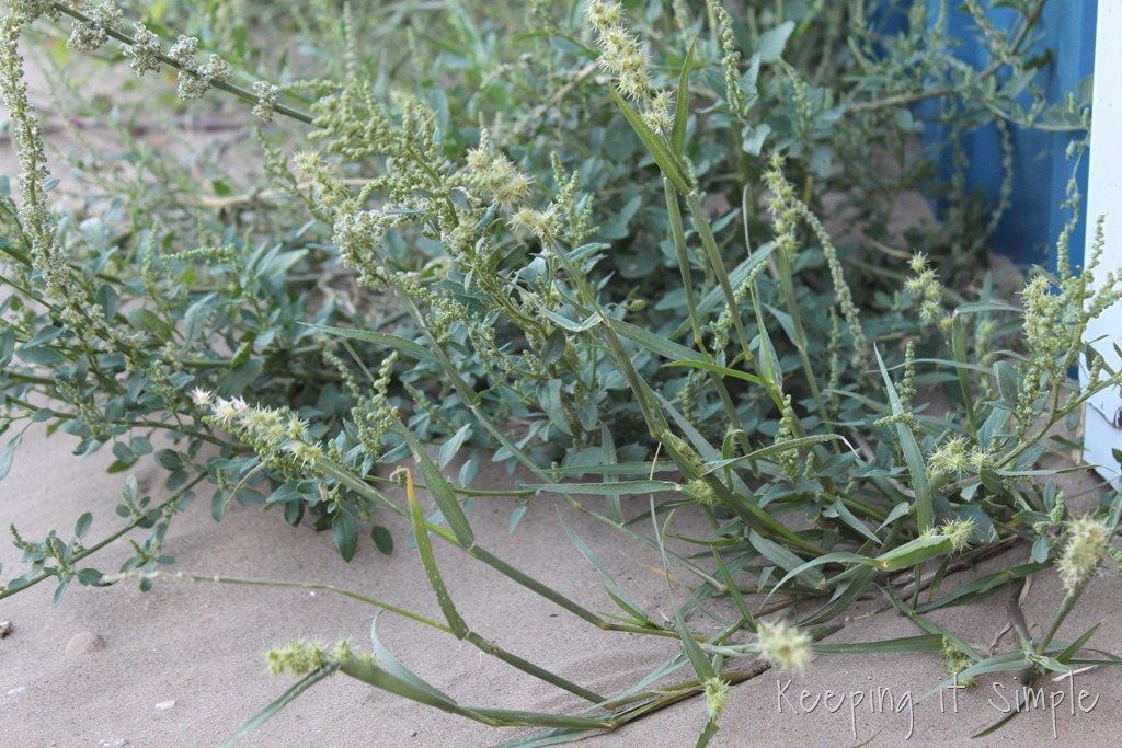 [IMG_5468%255B8%255D.jpg]