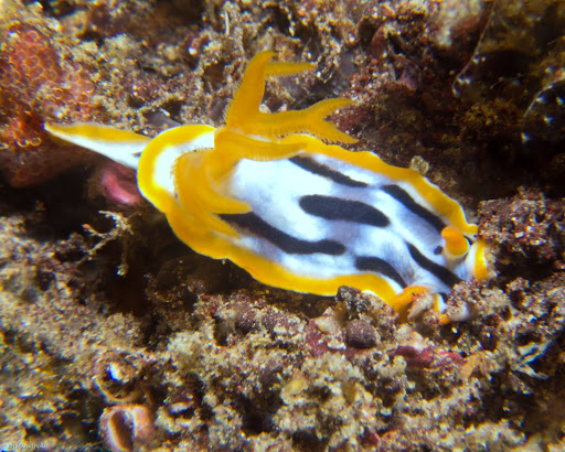 P7075032