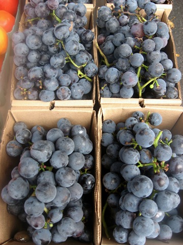 [concord%2520grape%255B5%255D.jpg]
