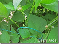 Jade bean