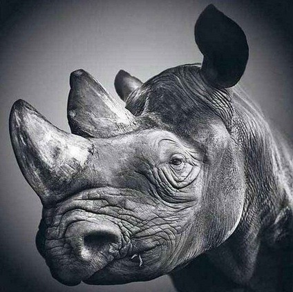 [Desenho-de-rinoceronte-feito--lpis8.jpg]