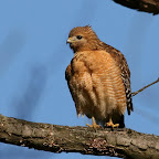 Red-shouldered Hawk