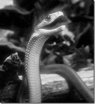 Black mamba Black mamba