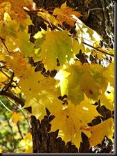 Hojas Arce Real en otoño