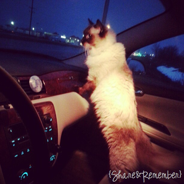 [cat%2520loves%2520to%2520ride%2520the%2520car%255B7%255D.jpg]