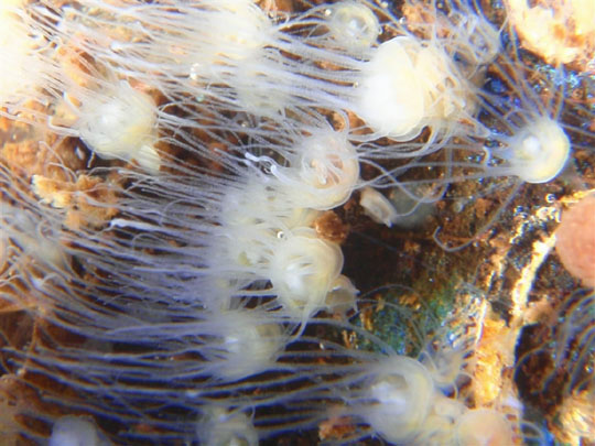 A growing problem: A large number of jellyfish polyps are observed along the coast of Ise Bay, 4 August 2012. CHUBU ELECTRIC POWER CO. / CHUNICHI SHIMBUN