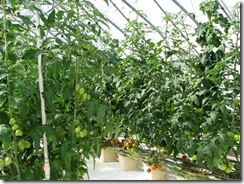 Greenhouse-7