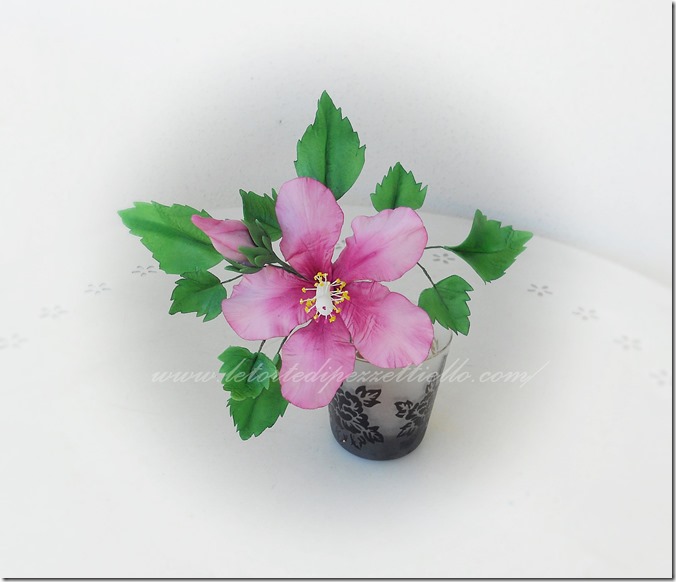 hibiscus hibiscus