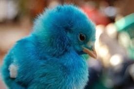 [pollito%2520azul%2520by%2520internet%255B3%255D.jpg]