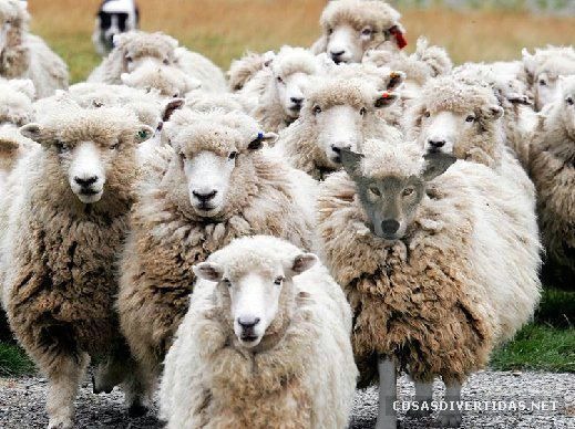 [COSASDIVERTIDAScamuflajeanimal72.jpg]