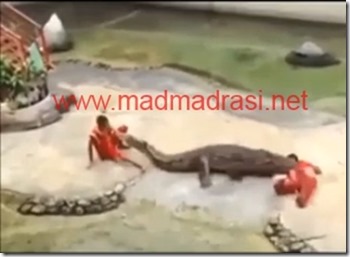 crocodile_biting_trainers_head