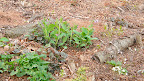 Part of an establishing colony of Virginia blue bell, Mertensia virginica and some of the dainty hepaticas that are intermixed.