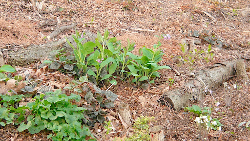 Part of an establishing colony of Virginia blue bell, Mertensia virginica and some of the dainty hepaticas that are intermixed.