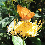 In the butterfly park (Kuala Lumpur)