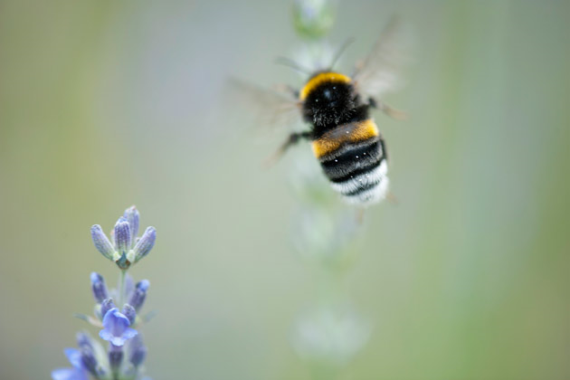 Honey bee in flight. Photo: Odilon Dimier / Getty Images