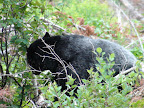 glacier_national_park_-_2009