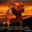 puma1_15m.jpg