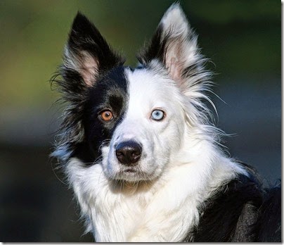 gatos y perros con un ojo diferente cosasdivertidas net (12) gatos y perros con un ojo diferente cosasdivertidas net (12)