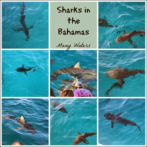 Many Waters Sharks in the Bahamas