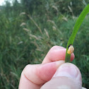 ladybug pupa