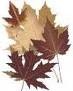 [leaf%2520brown%255B3%255D.jpg]